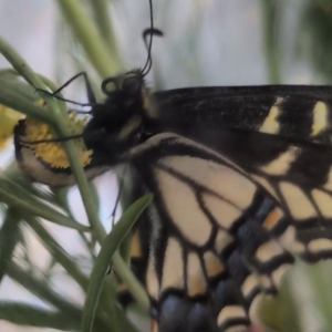 FOR SALE, Anise swallowtail eggs