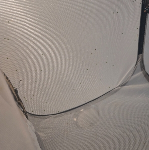 FOR SALE, Papilio glaucus eggs
