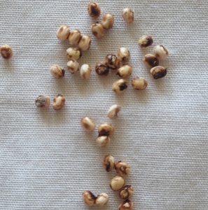 FOR SALE, Cecropia Eggs