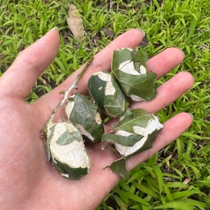 FOR SALE, Polyphemus Moth Cocoons (NOT IN DIAPAUSE)
