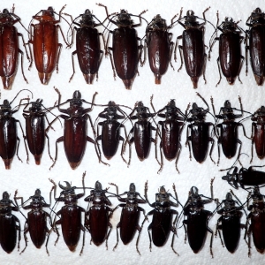 FOR SALE, Anthracocentrus capensis from Namibia set