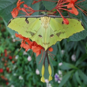 FOR SALE, Argema mimosae eggs F0 