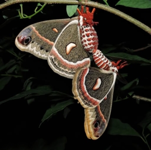 FOR SALE, Cecropia Moth eggs