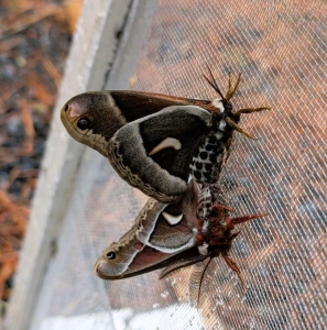 FOR SALE,  Hyalophora euryalus - Ceanothus Silkmoth