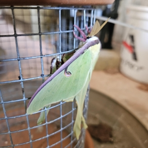 FOR SALE, Luna moth ova for sale