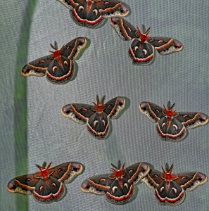 FOR SALE, Cecropia Moth eggs