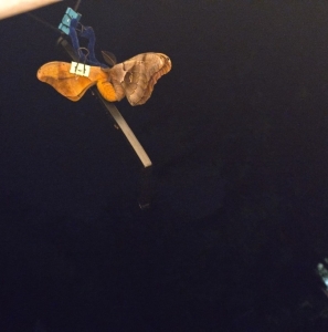 FOR SALE, Antheraea polyphemus AGENT ORANGE line F0