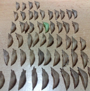 FOR SALE, PAPILIO spp