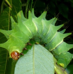 FOR SALE, Argema mimosae eggs F0 