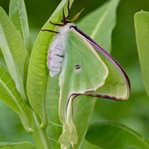 FOR SALE, Luna Moth eggs