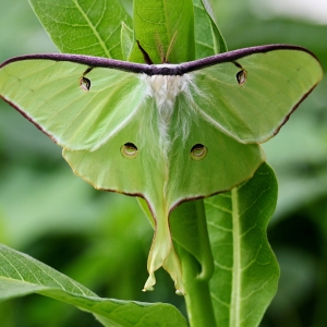 FOR SALE, Luna Moth eggs