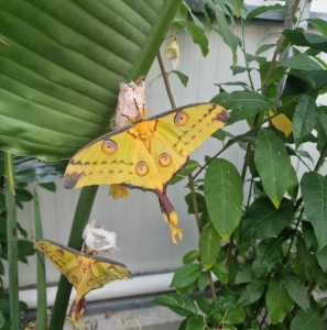 FOR SALE, Argema Mittrei Cocoons F0
