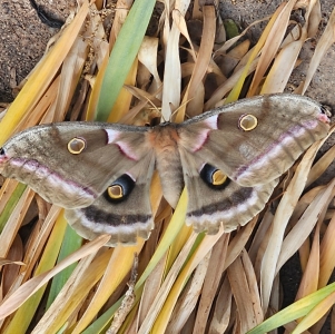 FOR SALE, Polyphemus Eggs