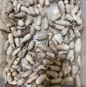 FOR SALE, Caletta silkmoth cocoons