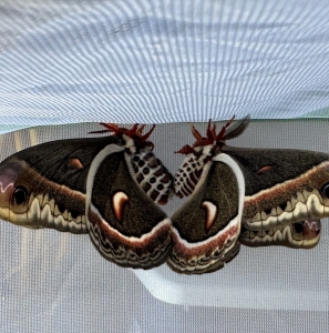 FOR SALE, Cecropia moth eggs