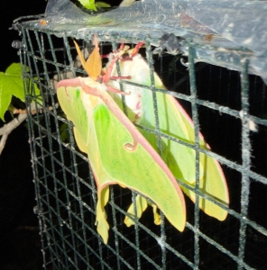 FOR SALE, Luna Moth Ova Available