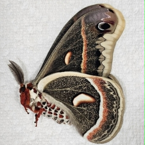 FOR SALE, Fresh Frozen Cecropia Moths and Rosy Maple Moths