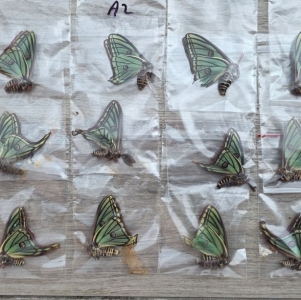 FOR SALE, Dried Graellsia isabellae 