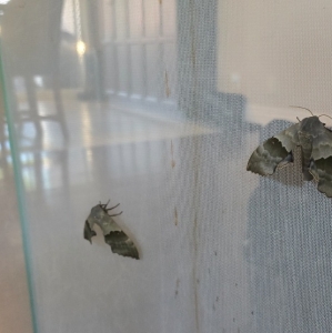 FOR SALE, Modest Sphinx (Pachysphinx modesta) Eggs