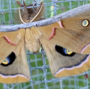 FOR SALE, A.polyphemus ova for sale