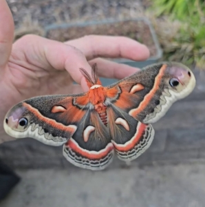 FOR SALE, Cecropia eggs
