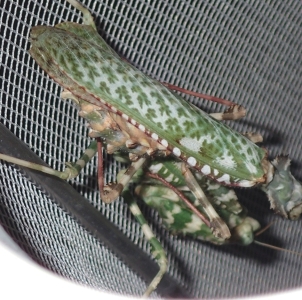 FOR SALE, Blepharopsis mendica ootheca