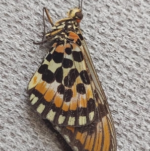 EBAY, rare acraea