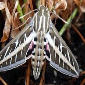 FOR SALE, PUPAE WHITE LINED SPHINX 