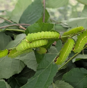 FOR SALE, Actias Luna Cocoons