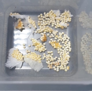 FOR SALE, EGGS : Automeris io / Graellsia isabellae 