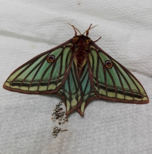 FOR SALE, OVA : Automeris io / Graellsia isabellae 