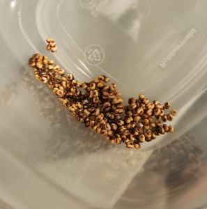 FOR SALE, Cecropia Moth Eggs