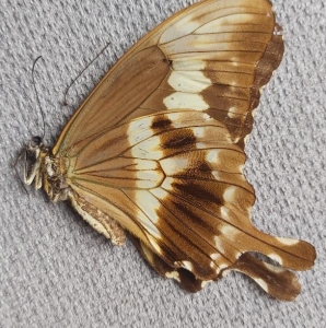 EBAY, rare african papilionidae
