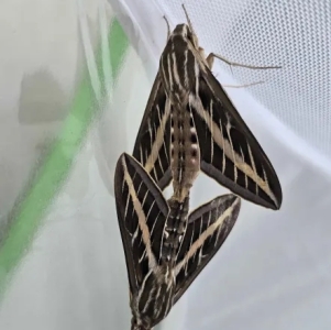 FOR SALE, WHITE LINED SPHINX MOTH EGGS