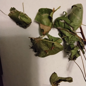 FOR SALE, Luna cocoons