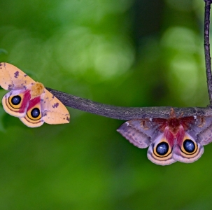 FOR SALE, Io Moth eggs