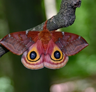 FOR SALE, Io Moth eggs