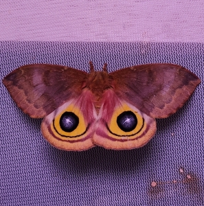 FOR SALE, Automeris io & Actias luna EGGS