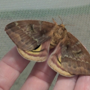FOR SALE, Io moth eggs