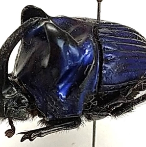 FOR SALE, Phanaeus, Oxysternon, Diabroctis, Dendropaemon...