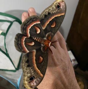 FOR SALE, Cecropia Moth Eggs