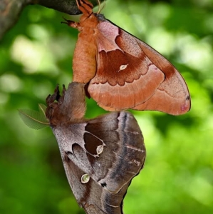 FOR SALE, Polyphemus Moth eggs