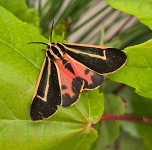 FOR SALE, Banded tiger moth cocoons