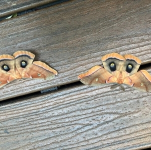 FOR SALE, EGGS Antherea Polyphemus