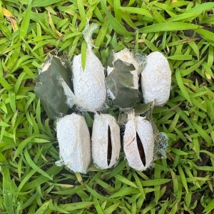 FOR SALE, Antheraea polyphemus cocoons