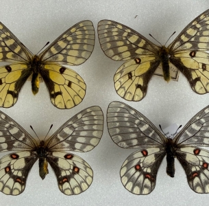 FOR SALE, PARNASSIUS EVERSMANNI SASAI