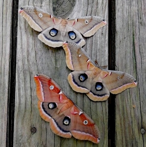 FOR SALE, Polyphemus Moth eggs