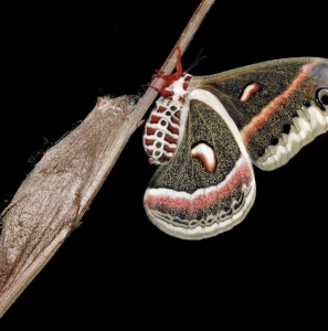 FOR SALE, Cecropia Moth eggs