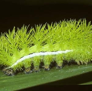 FOR SALE, Automeris zaruma belti eggs