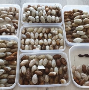 FOR SALE, Chinese moon moth cocoons